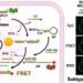 THE DUAL-MIRNA TRIGGERED DNA-AU NANOMACHINE BASED ON TOEHOLD-MEDIATED STRAND DISPLACEMENT REACTIONS FOR CONTROLLED RELEASE OF DOX