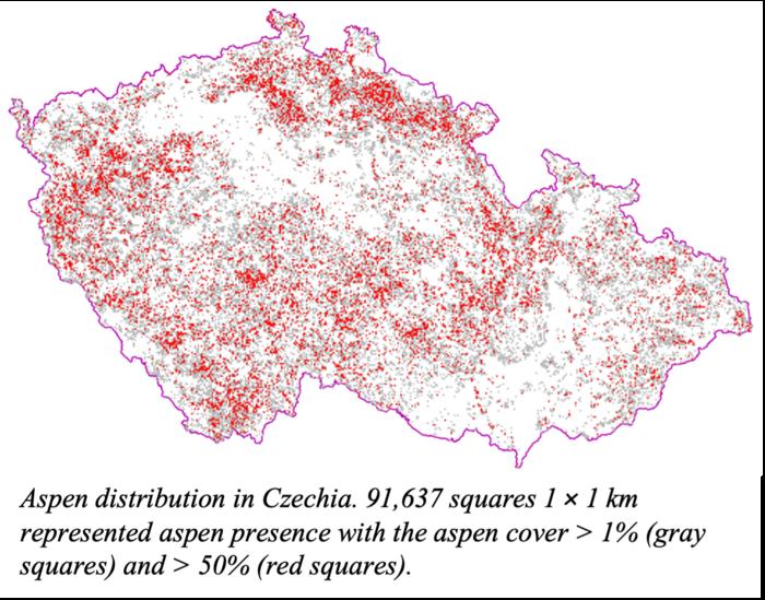 Eurasian Aspen 1