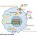 Microglia/Peripheral macrophages