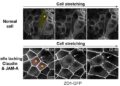 Fracturing of cell junctions in response to cell stretching in claudin/JAM-A KO cells