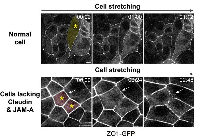 Keeping cells together – how our body resists mechanical stress