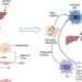 Phenotypic changes in non-parenchymal cells during development of liver fibrosis.