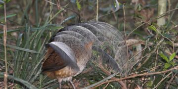 Lyrebird tail flip