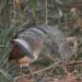 Lyrebird tail flip