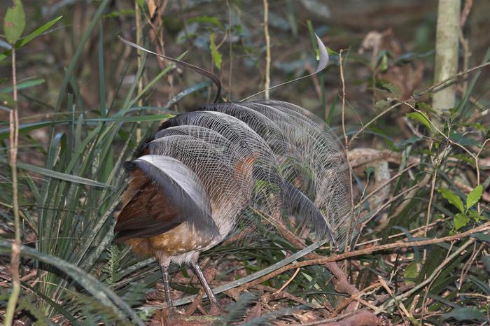 Lyrebird synchronizes elements of its mating dance