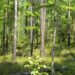 Boreal Forest in Daxing'an Mountains, China