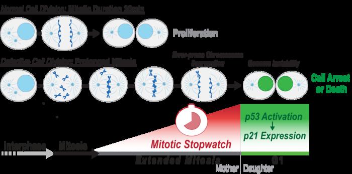 Cells can measure how long they spend in mitosis