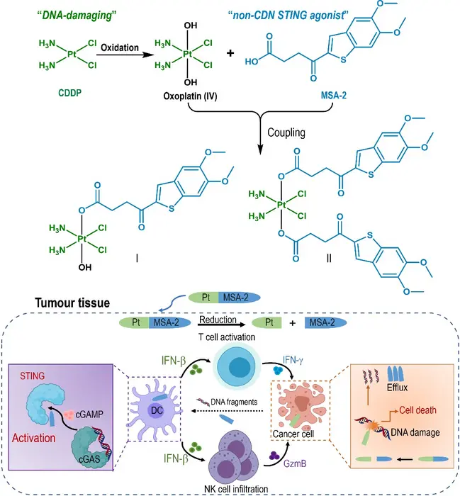 DNA destroyer and STING booster in one molecule