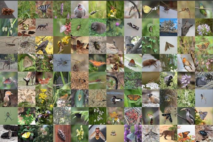 Monitoring and measuring biodiversity require more than just numbers; scientists advocate for change