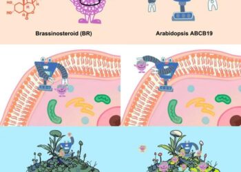 Structure and function of the Arabidopsis ABC transporter ABCB19 in brassinosteroid export