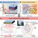 Simultaneous Enhancement of Thermal Insulation and Impact Resistance in Transparent Bulk Composites