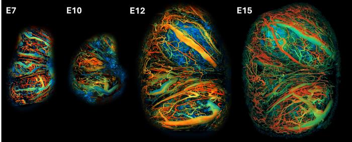 Novel imaging platform allows researchers to study placental development in pregnant mice