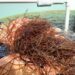 Nutritional rewards and risks revealed for edible seaweed around Hawaii