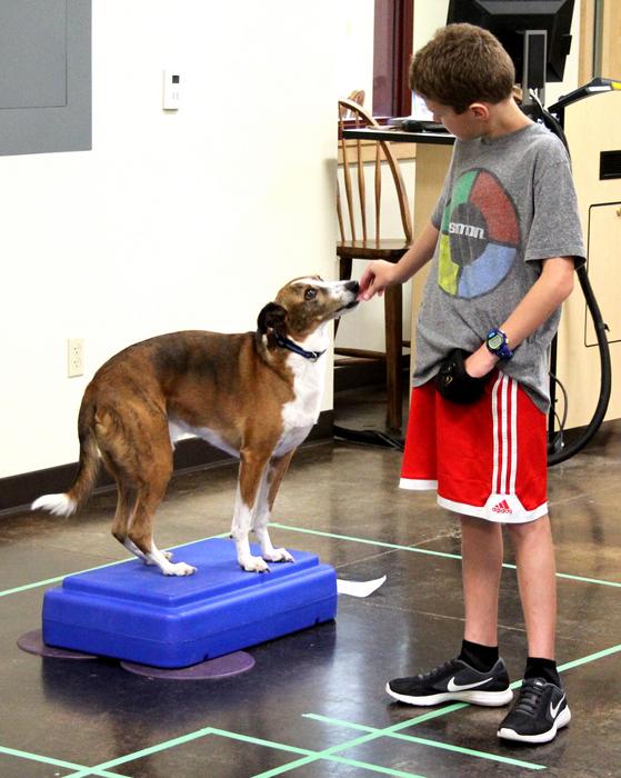 Oregon State dog-training program helps increase physical activity among kids with disabilities