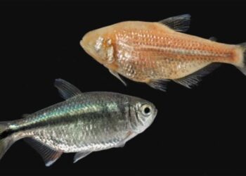 Overeating and starving both damage the liver: Cavefish provide new insight into fatty liver disease