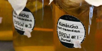 Probiotics in kombucha mimic fasting and reduce fat stores in worms