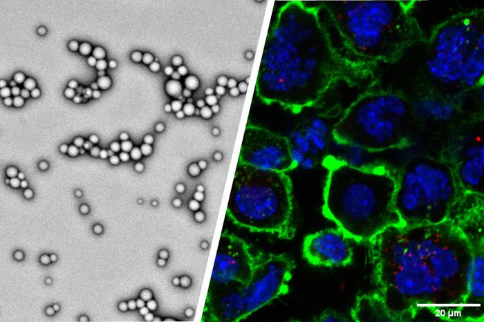 Yoon Yeo modified nanoparticles