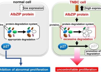 Uncontrollable proliferation of TNBC cells via the excessive degradation of p27 by AIbZIP