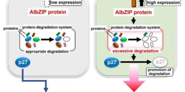 Uncontrollable proliferation of TNBC cells via the excessive degradation of p27 by AIbZIP