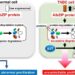 Uncontrollable proliferation of TNBC cells via the excessive degradation of p27 by AIbZIP