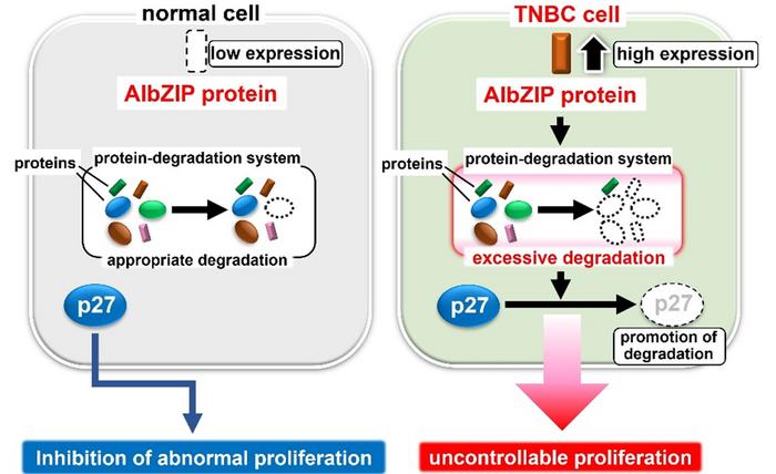 Uncontrollable proliferation of TNBC cells via the excessive degradation of p27 by AIbZIP