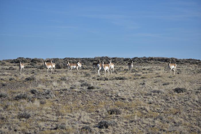 Red Desert pronghorn