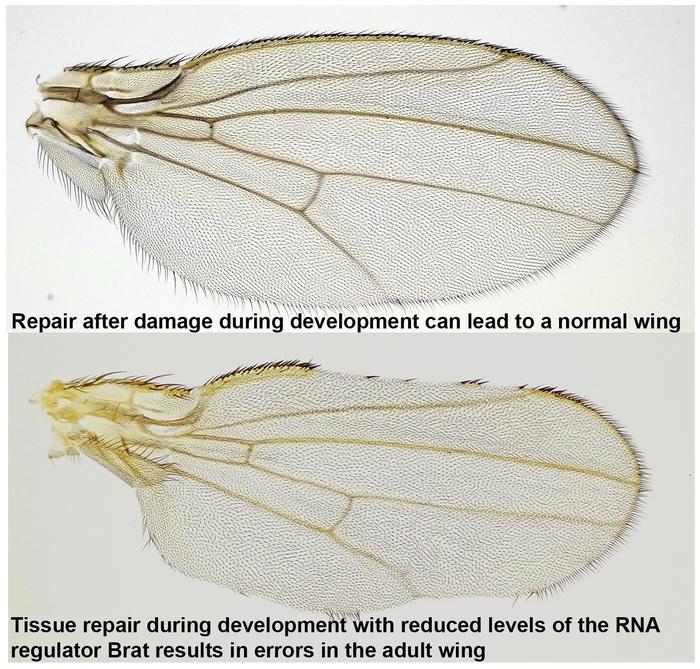 Control vs brat reduced fly wing