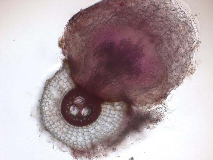 Researchers identify microbes that help plants thwart parasite