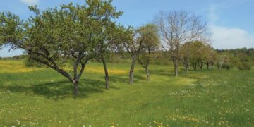 An orchard in Rutesheim-Perouse, southern Germany