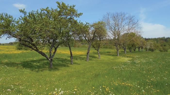 Reviving Europe’s orchard meadows: researchers call for action