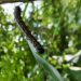 Tobacco hornworm