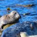 Baltic grey seal