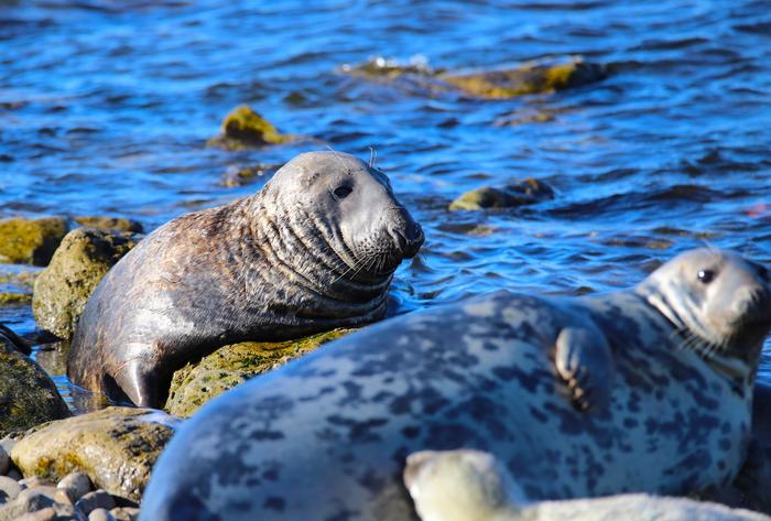 Scientists warn: The grey seal hunt is too large