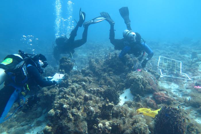 Rope-like Caribbean Sponge Post-Storms