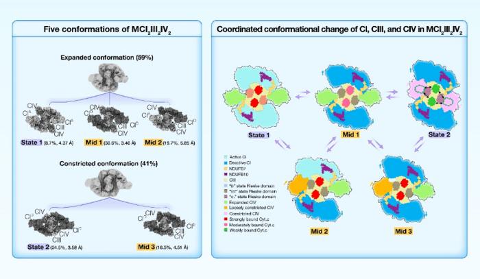 Conformational change of MCI2III2IV2