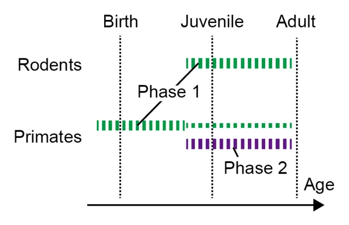 Takumi Development Phases