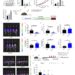 Targeting LTA4H inhibited ovarian cancer growth in vivo