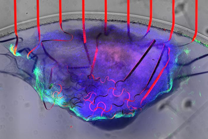 UMass Amherst engineers create bioelectronic mesh capable of growing with cardiac tissues for comprehensive heart monitoring