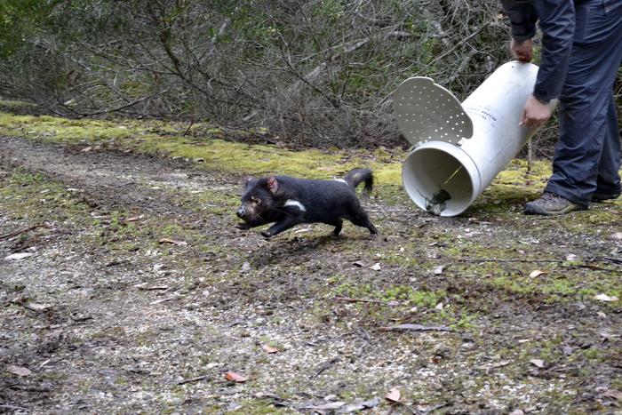 USF study: Genomic research may help explain cancer resistance in Tasmanian devils