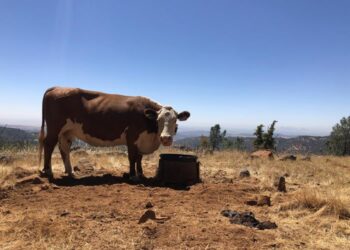 A cow at the Sierra Foothill Research and Extension Center