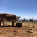 A cow at the Sierra Foothill Research and Extension Center