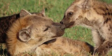 Spotted hyenas in Tanzania