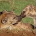 Spotted hyenas in Tanzania