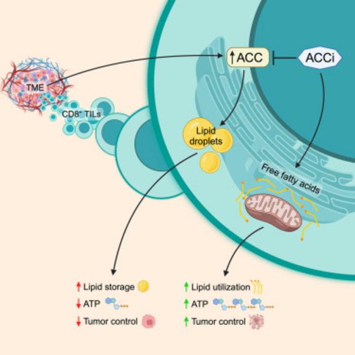 ACCi Graphical Abstract