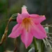 Calolisianthus pedunculatus