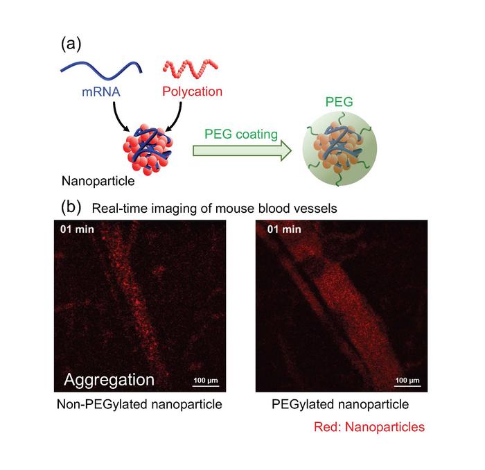 Figure 1. Polymeric mRNA delivery nanoparticles.