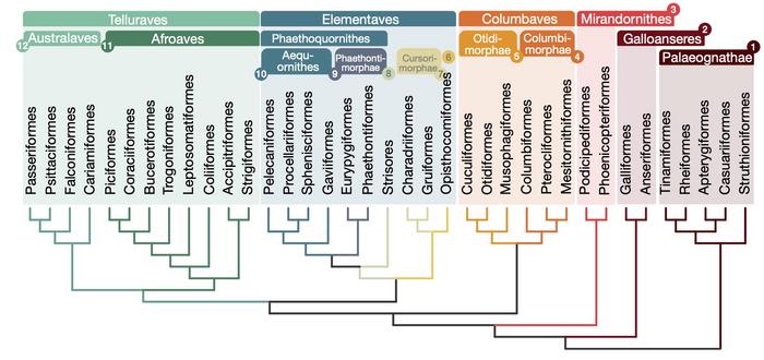 A new family tree revises our understanding of bird evolution