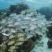 Bluestriped Grunts & Gray Snapper