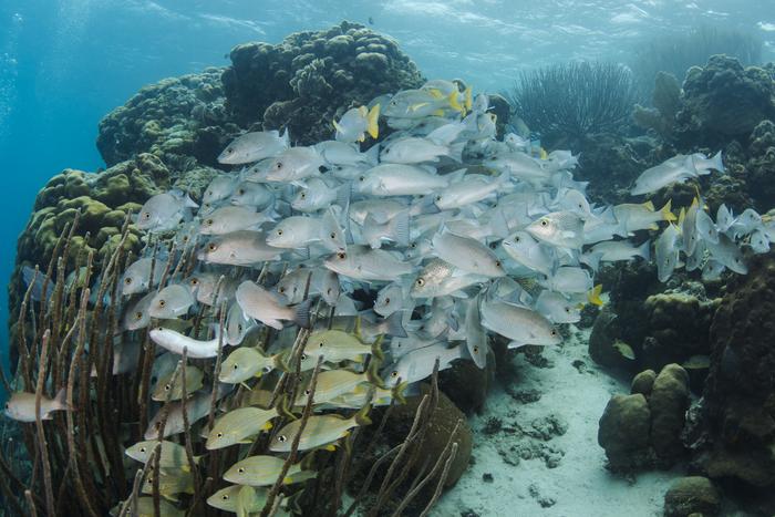 Bluestriped Grunts & Gray Snapper