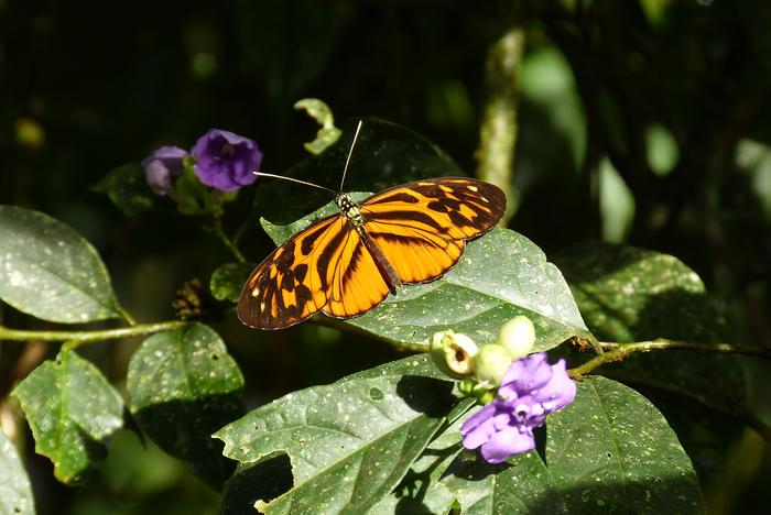 Heliconius pardalinus